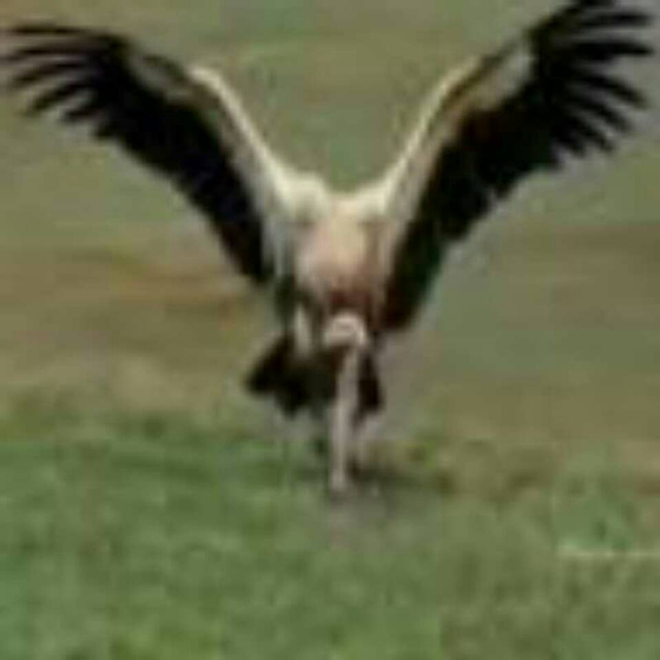 ས་མཐོ་ཁྱམ་པོ་
