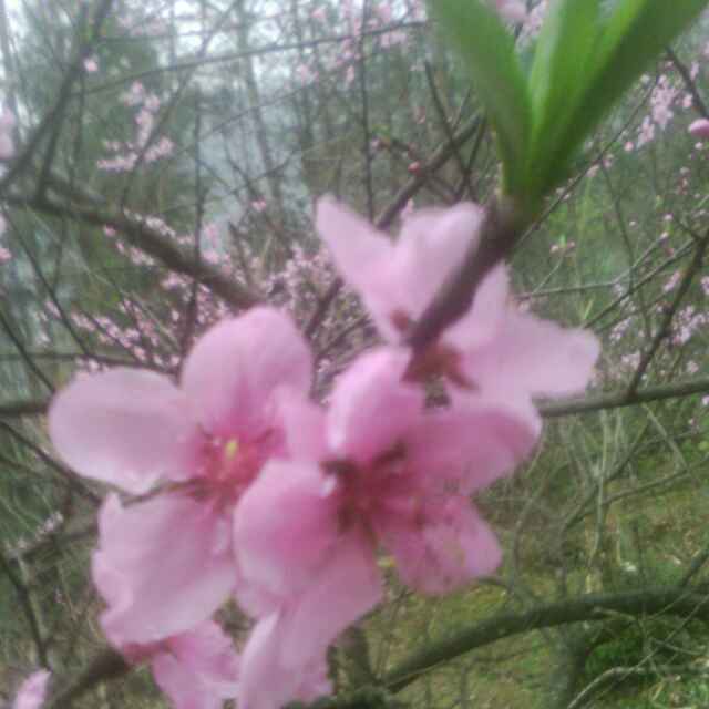 阿勇