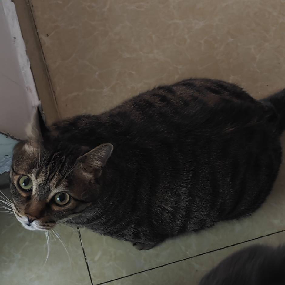 Simon