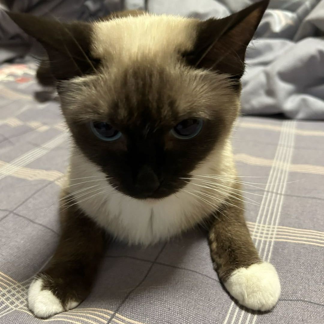 分布式自组织老李