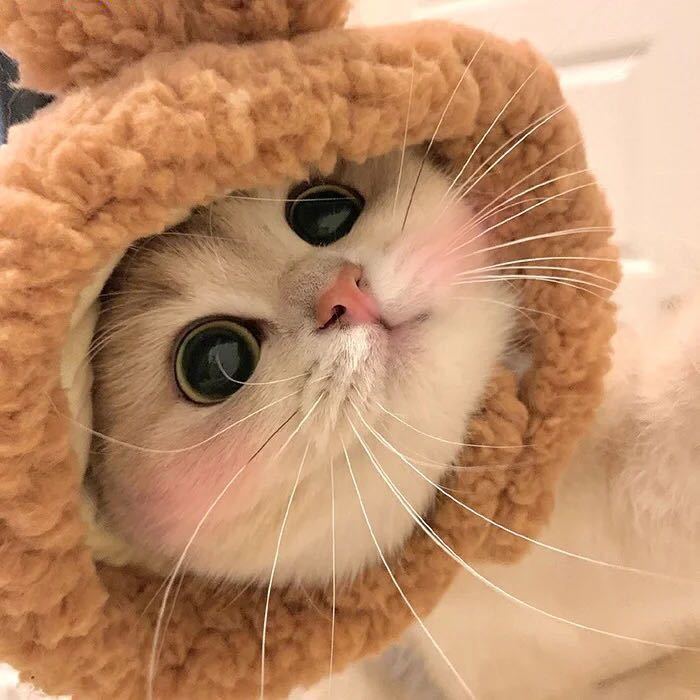 _A喵小七电影票-朋友圈自助订票