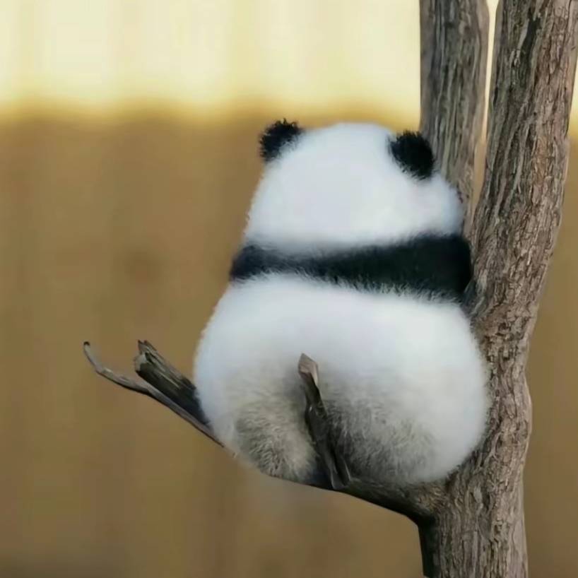 柚子