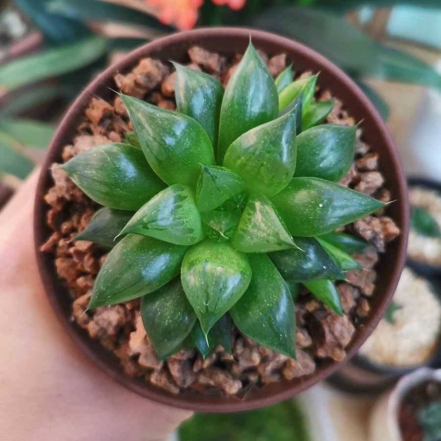 楼兰