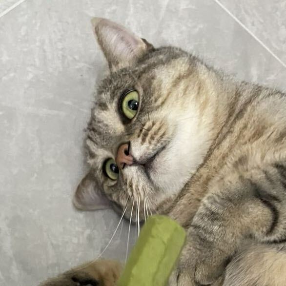 老坛酸菜牛肉面🤡