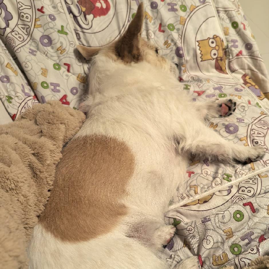 柳