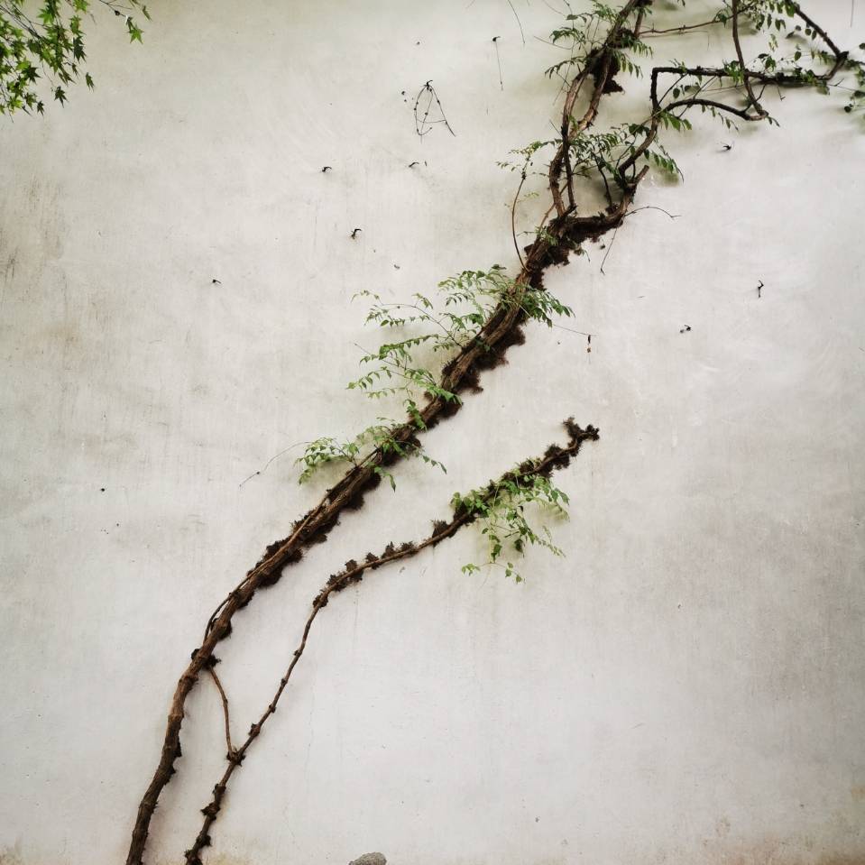 🌼 橘