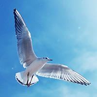 ༺海鸥༻