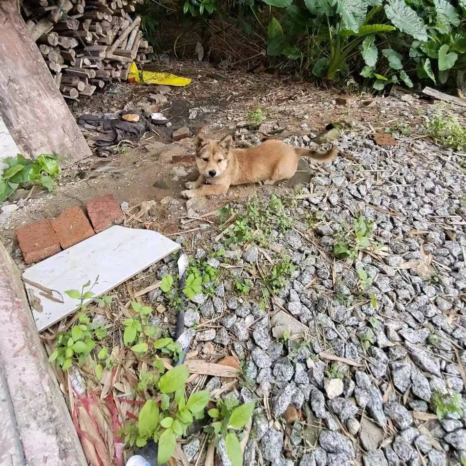 日向雏田