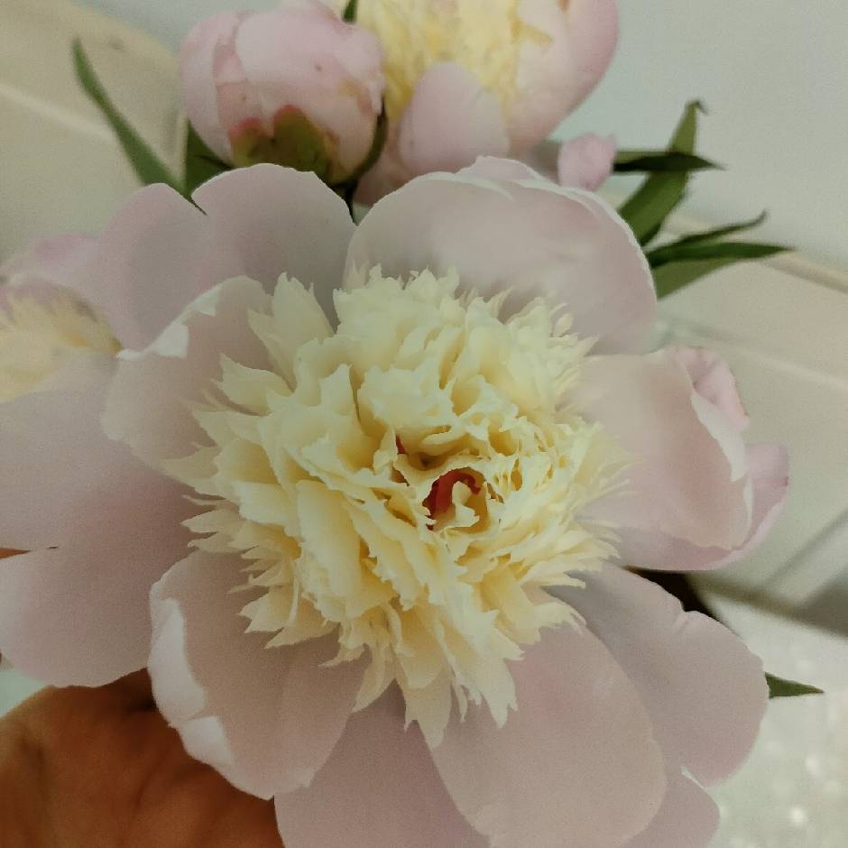 琳达