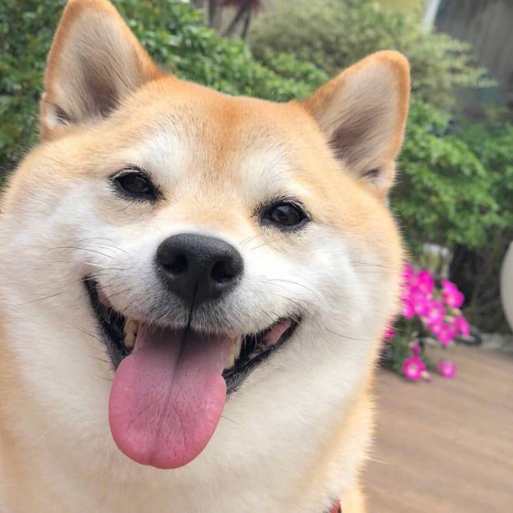 康鹏小凡