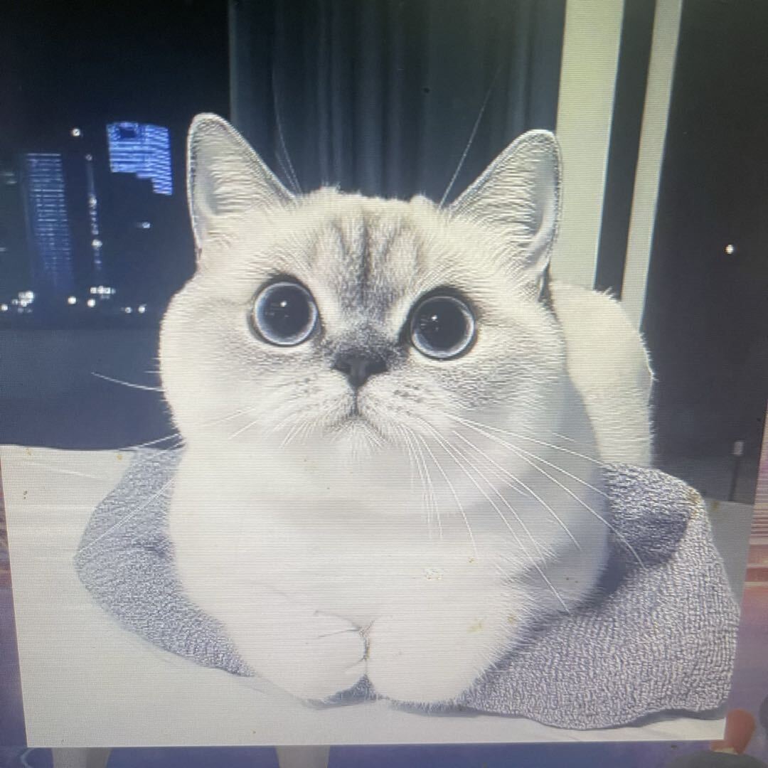 🐾汤🐾圆🐾