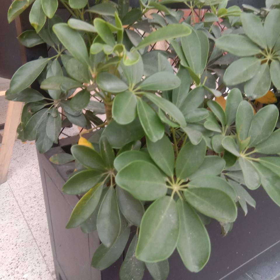 用戶頭像
