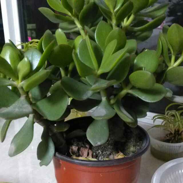 张晓明