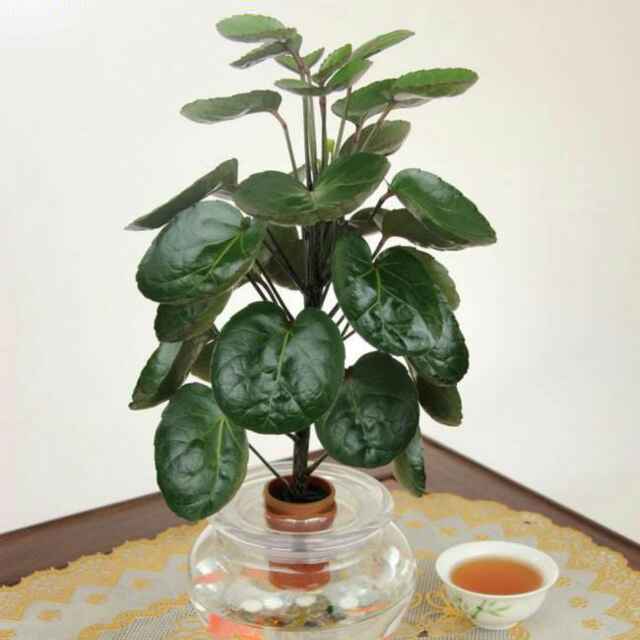 定州智派小程序 秀敏