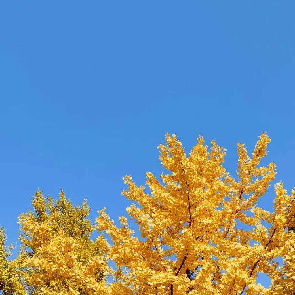 垦芒