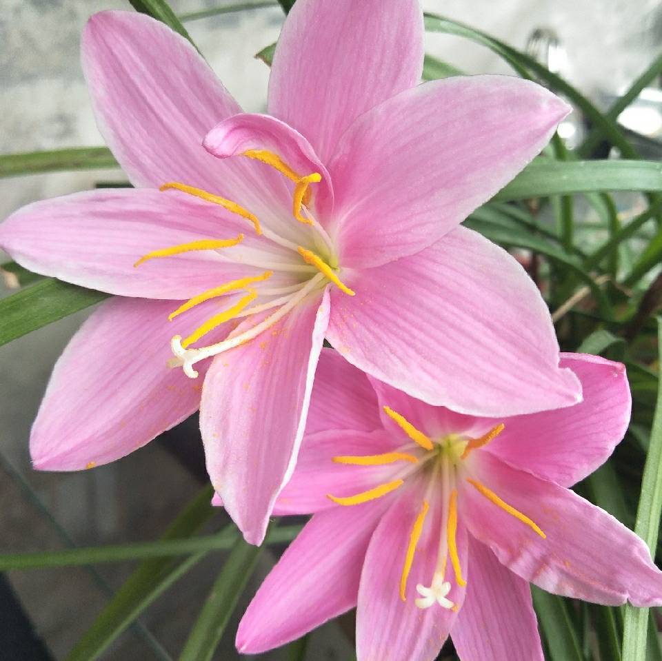 木兰