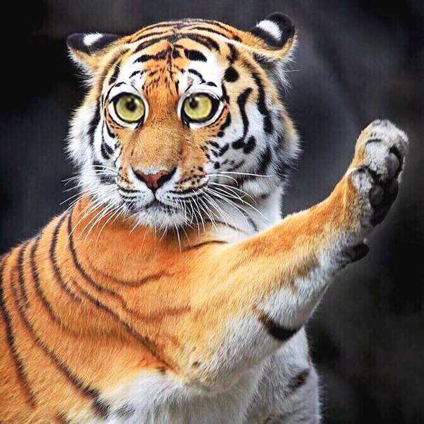 🐰Andision Chen🐻🐻