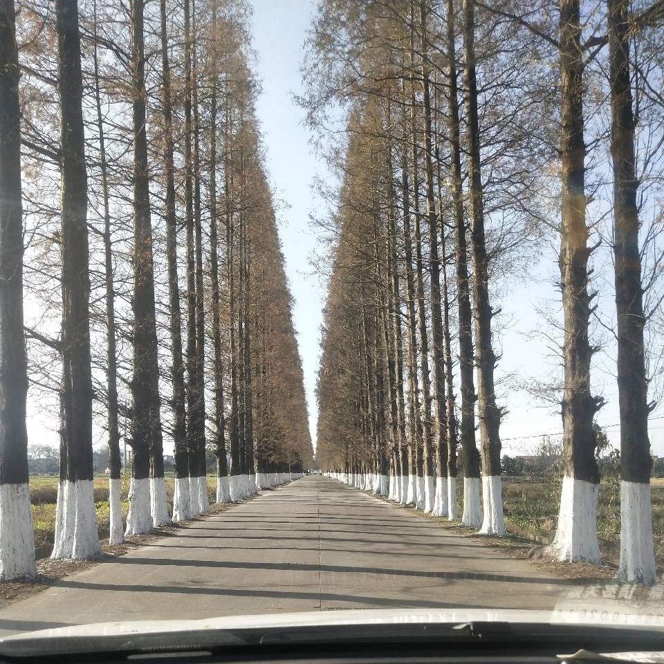 陈海霞