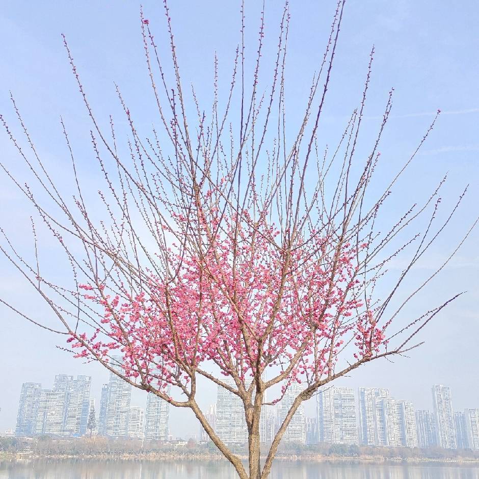 俘光掠影