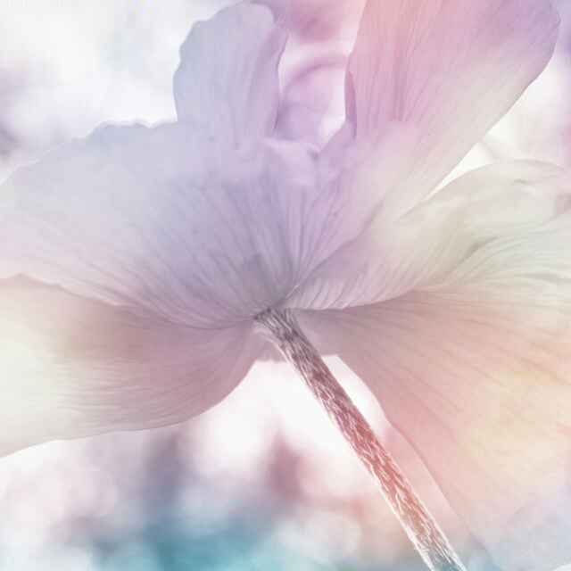 薰衣草