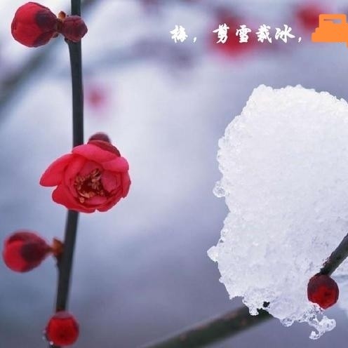 剪雪裁冰