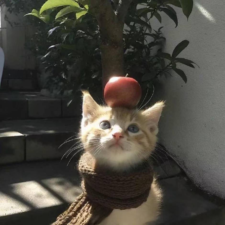 泱
