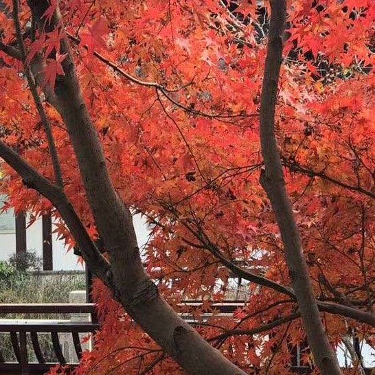 霓裳