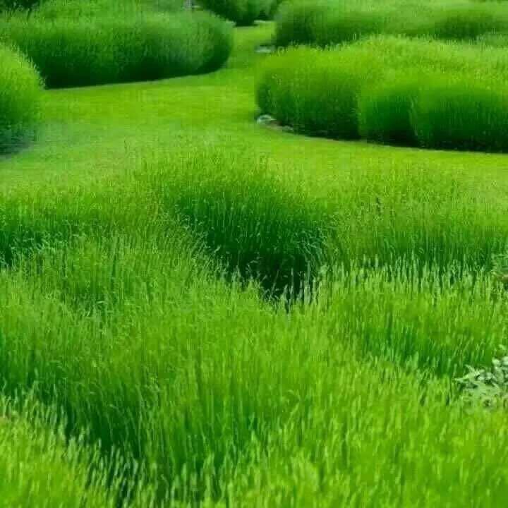 小聪