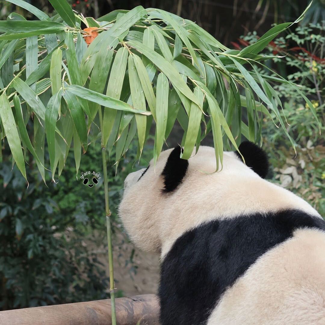 🥝🥐🍣🍤🍧🍰🍒晨