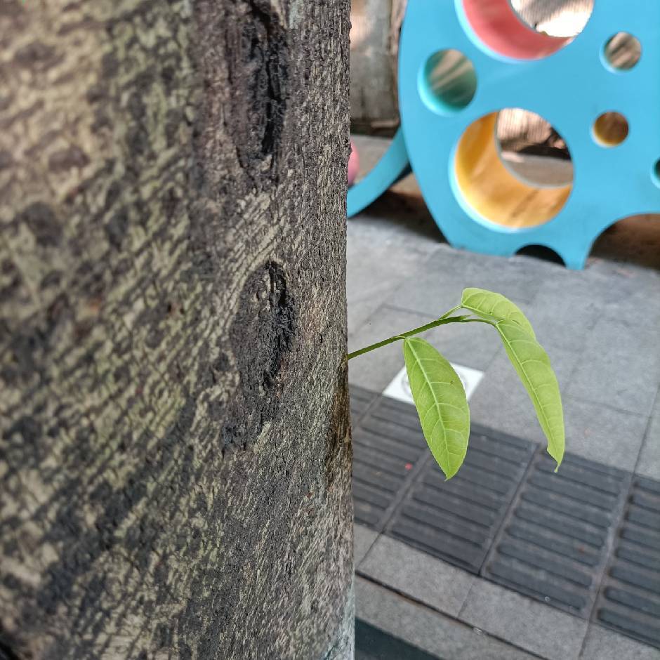 鱼七