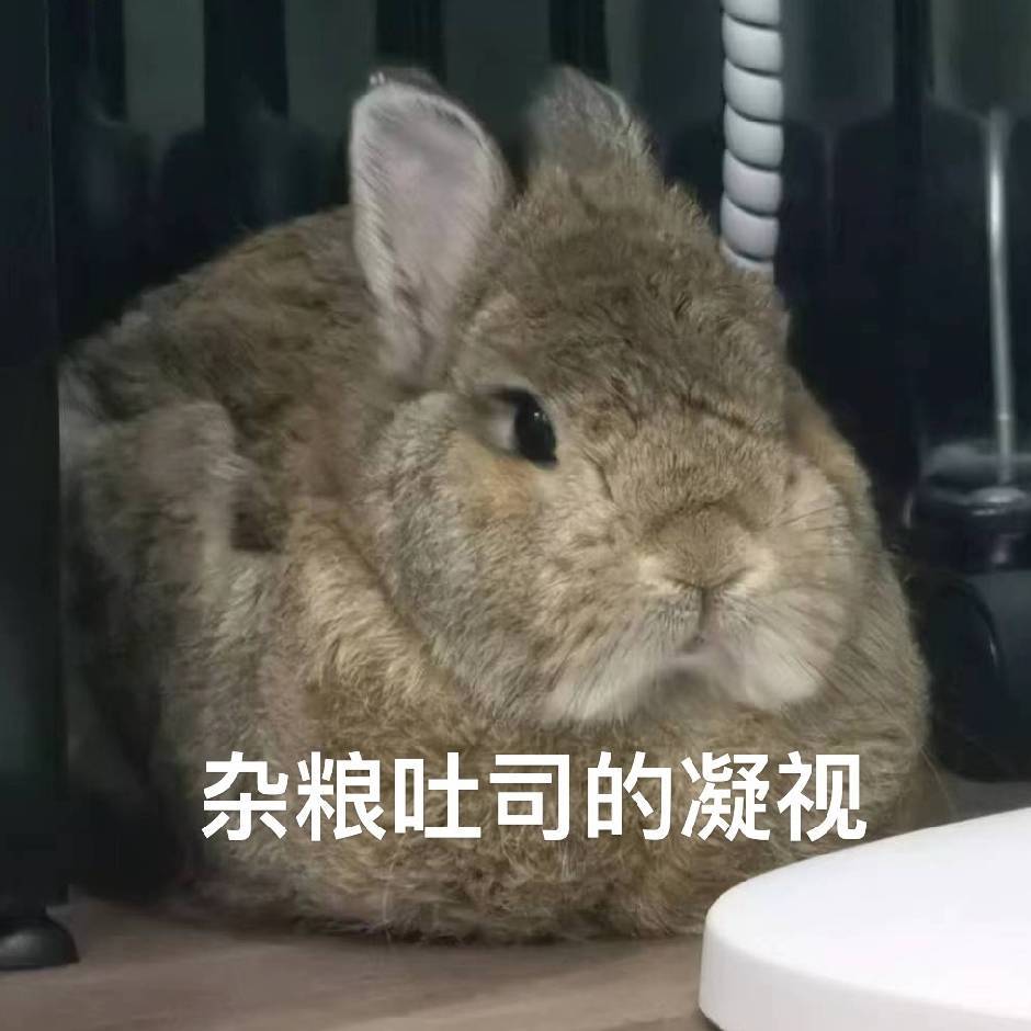 兔吉不爱胡萝卜🥕