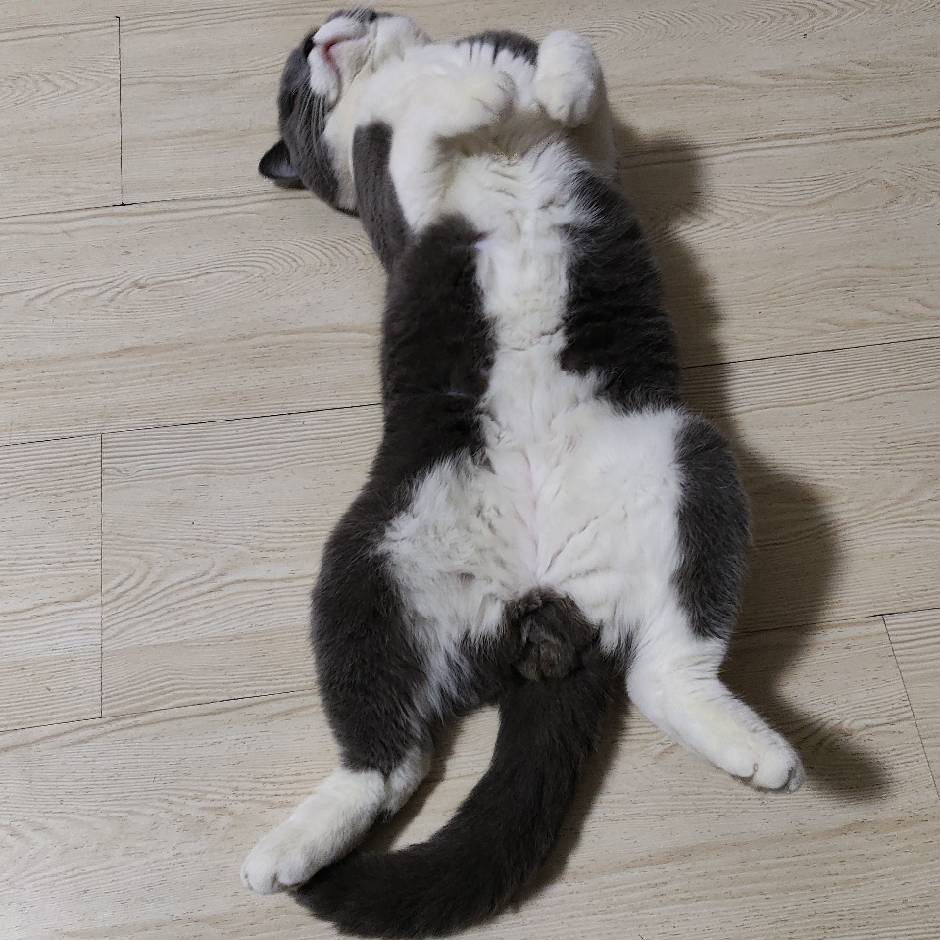 张念