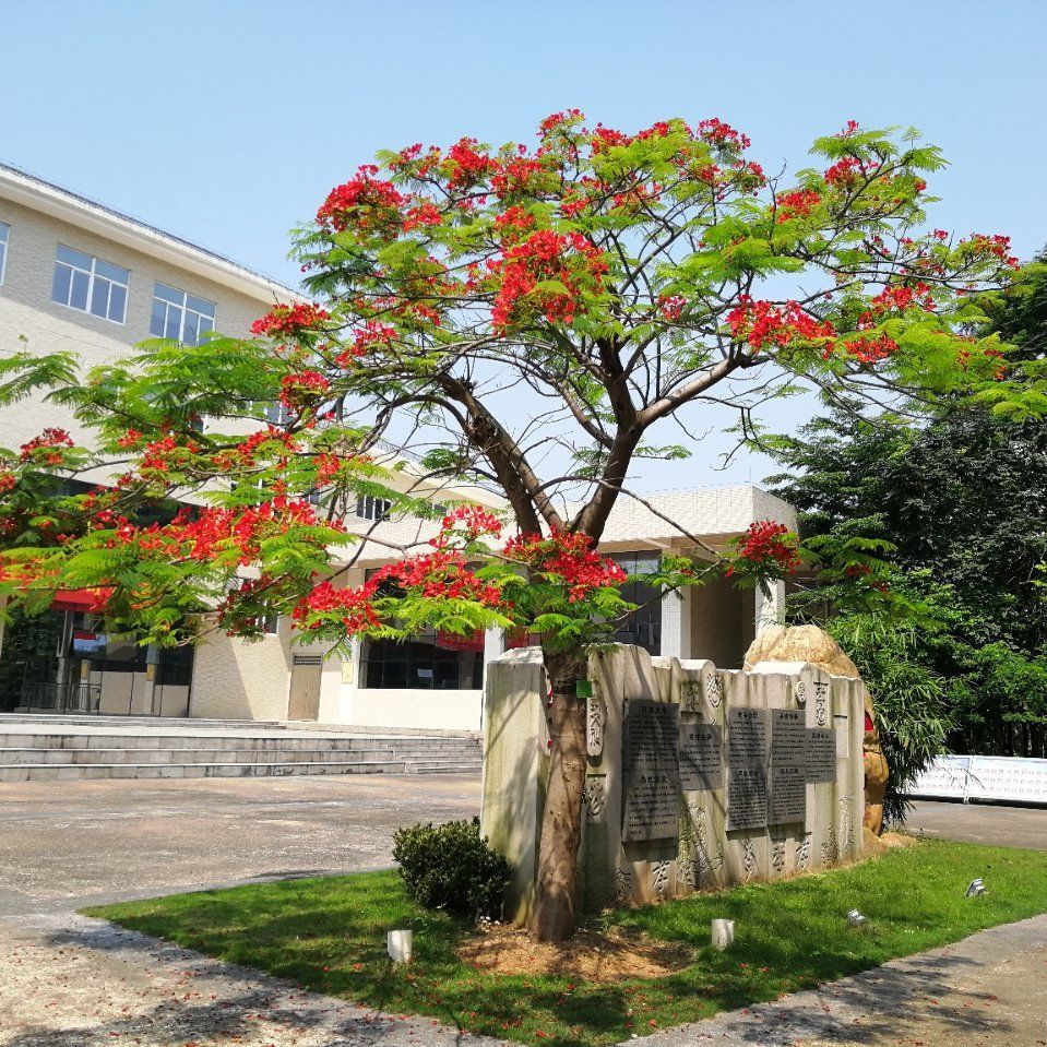 鲁冰花