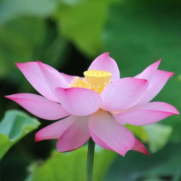阿岳