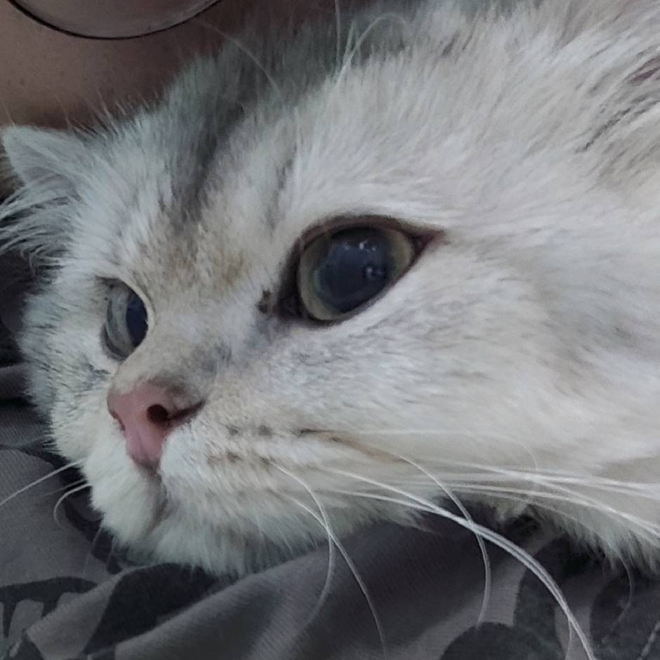慕紫无情