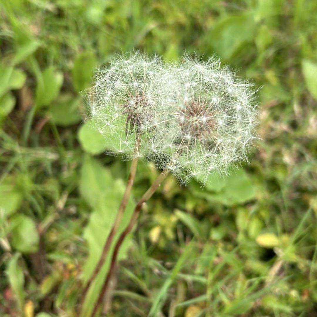 小陆菲菲
