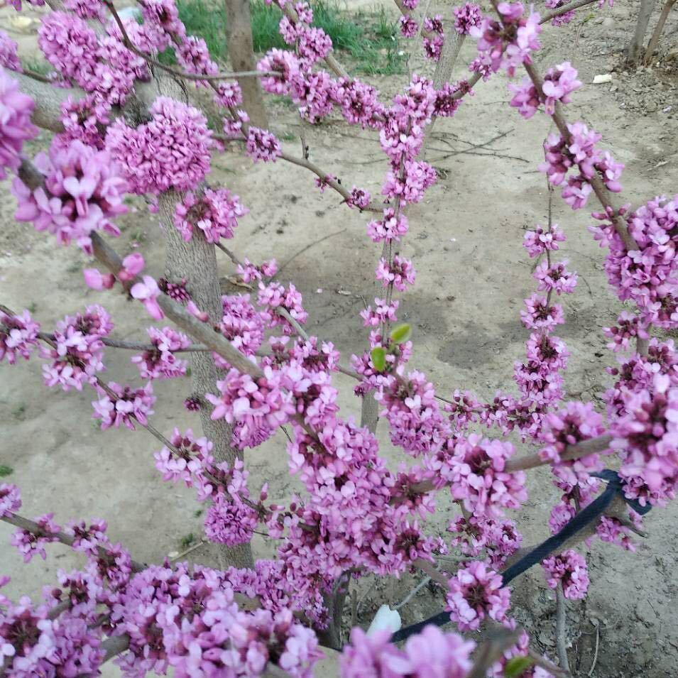 紫景花开