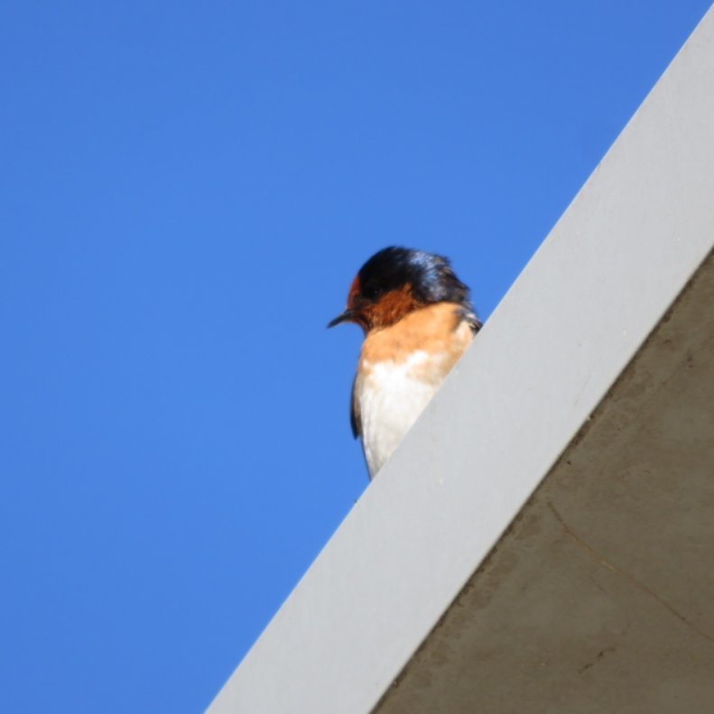 common kestrel