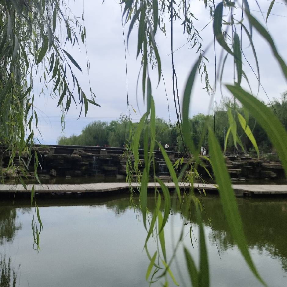 F落叶归根