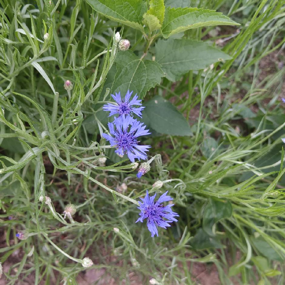 恍如一梦（陈明珠）