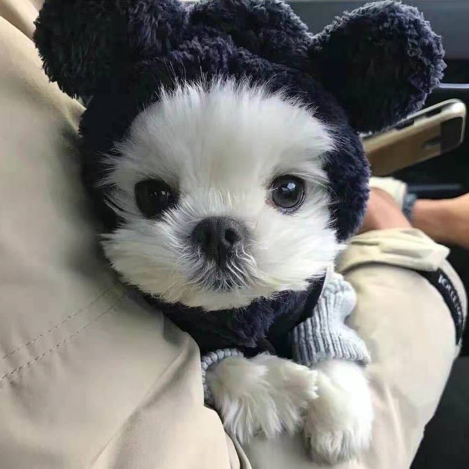 奶豆.
