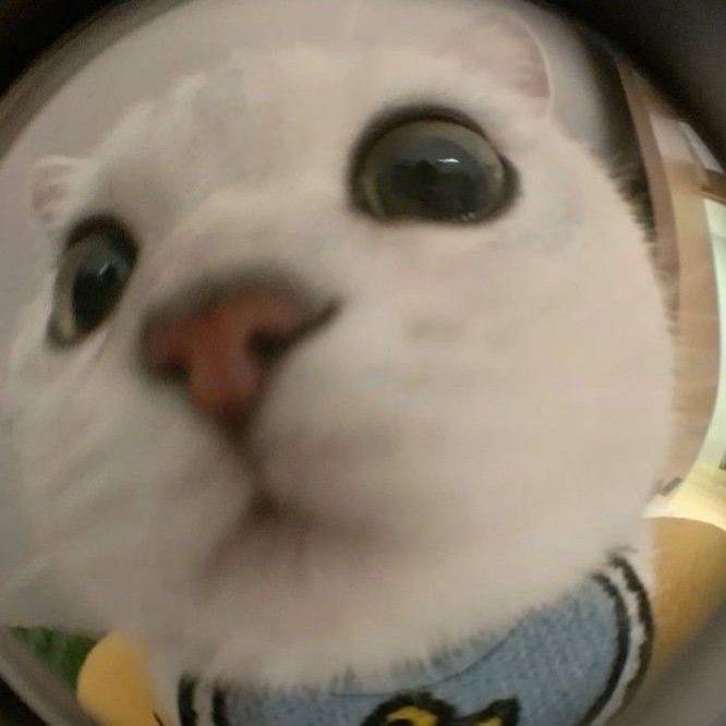 meow