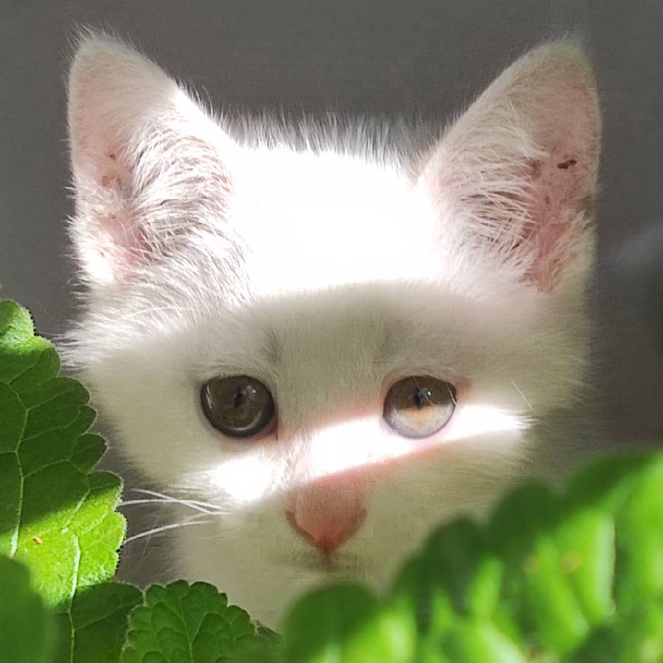 aw