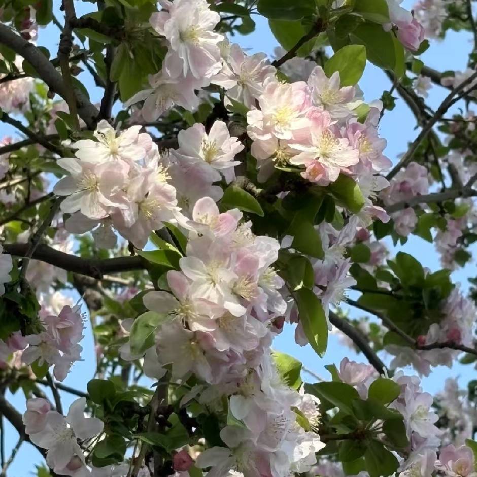 椰酒泡枸杞