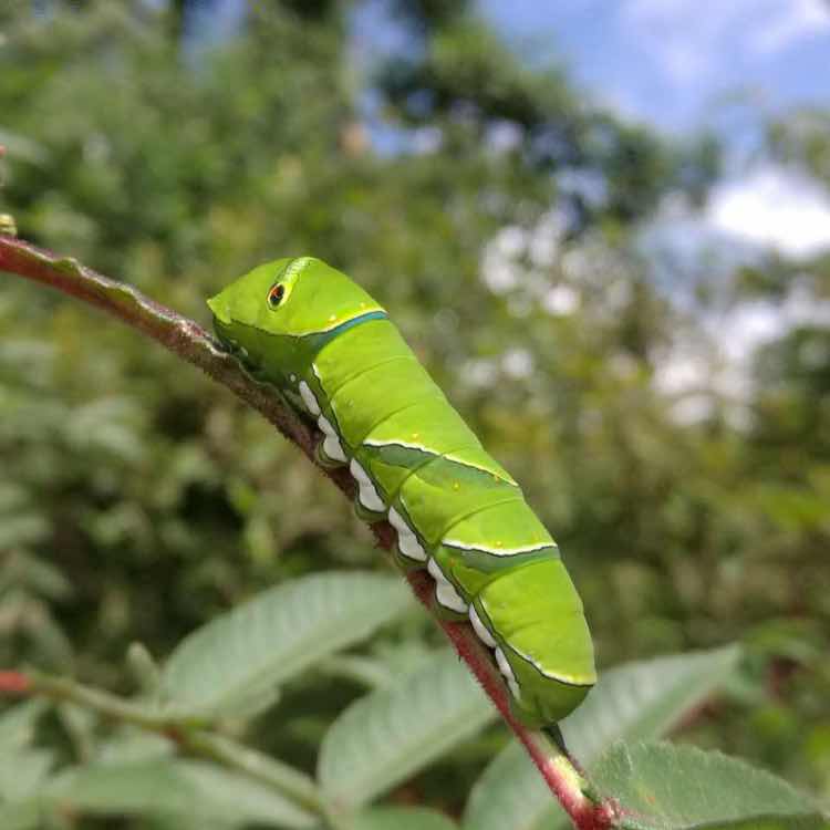 毛毛虫