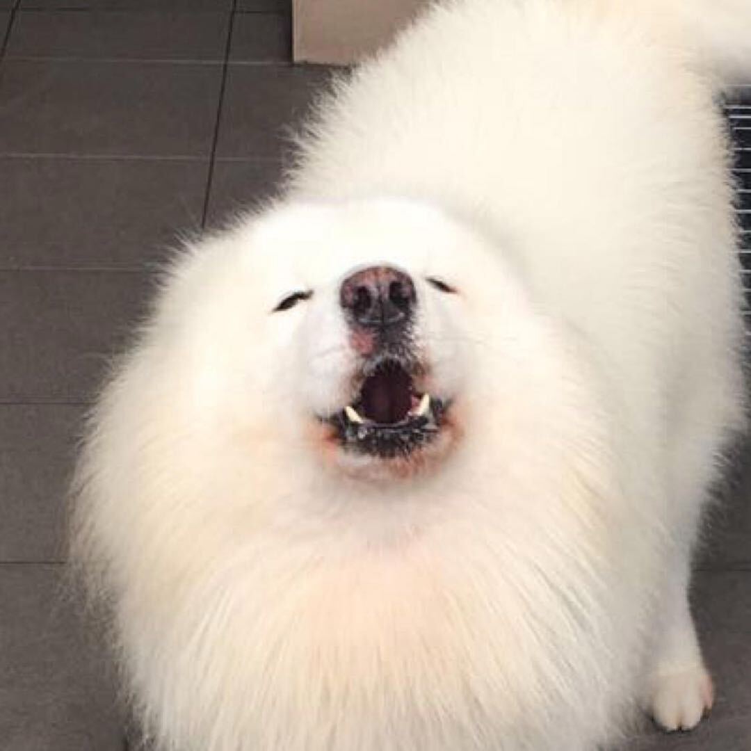 小雪球