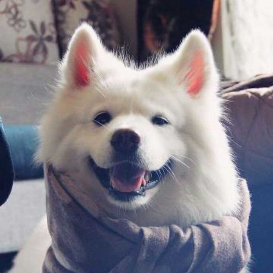 大绵羊-后端开发