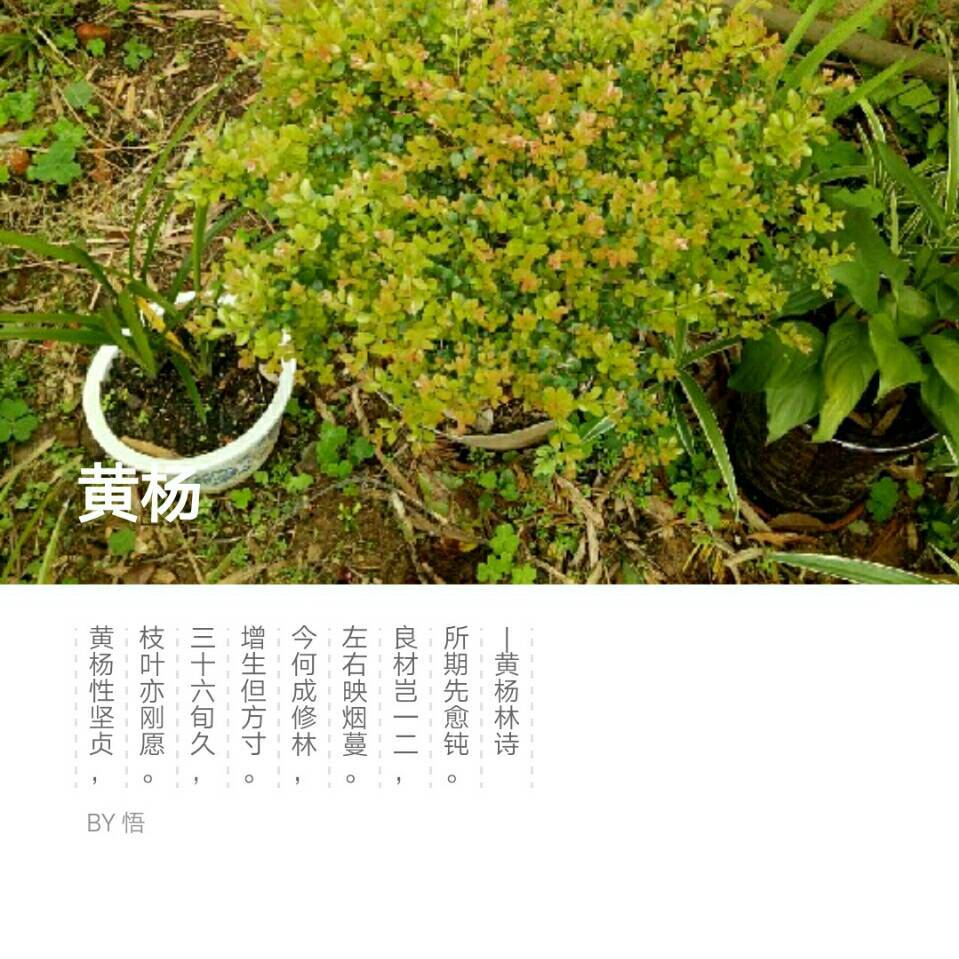 用戶頭像