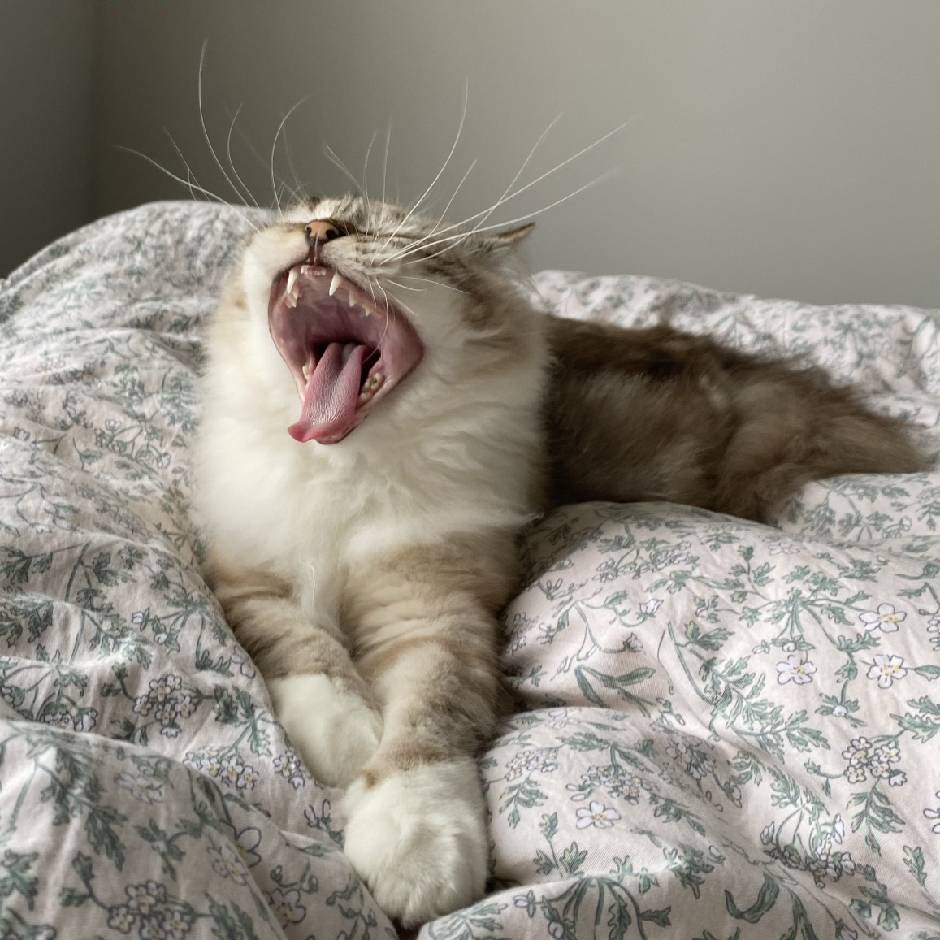 南墙