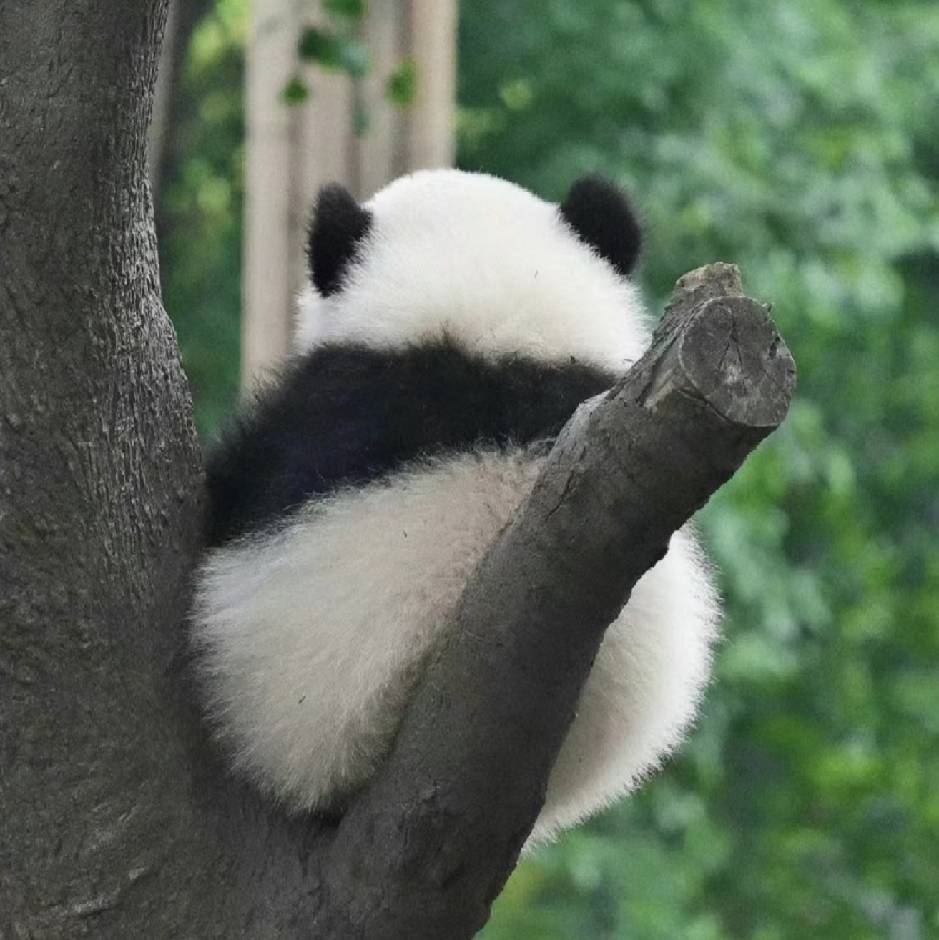 小黑不黑